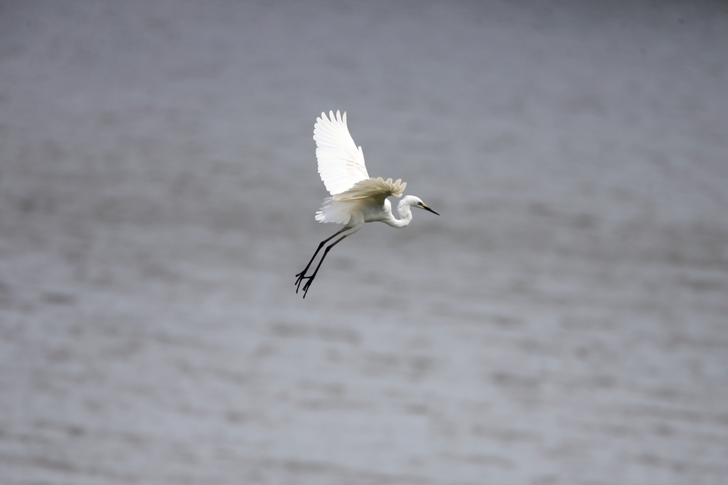 ダイサギさんコマ送り1