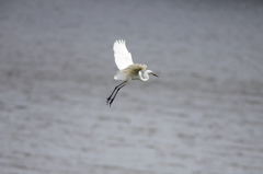 ダイサギさんコマ送り1