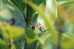 ウリハムシ助かりました
