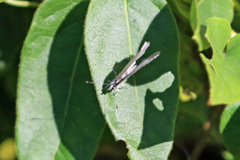 シジミさん上から