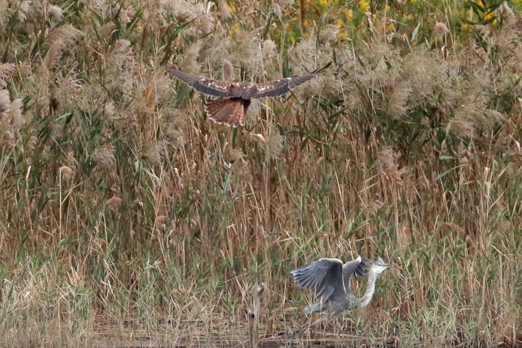 チュウヒとアオサキバトル-1