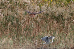 チュウヒとアオサキバトル-1