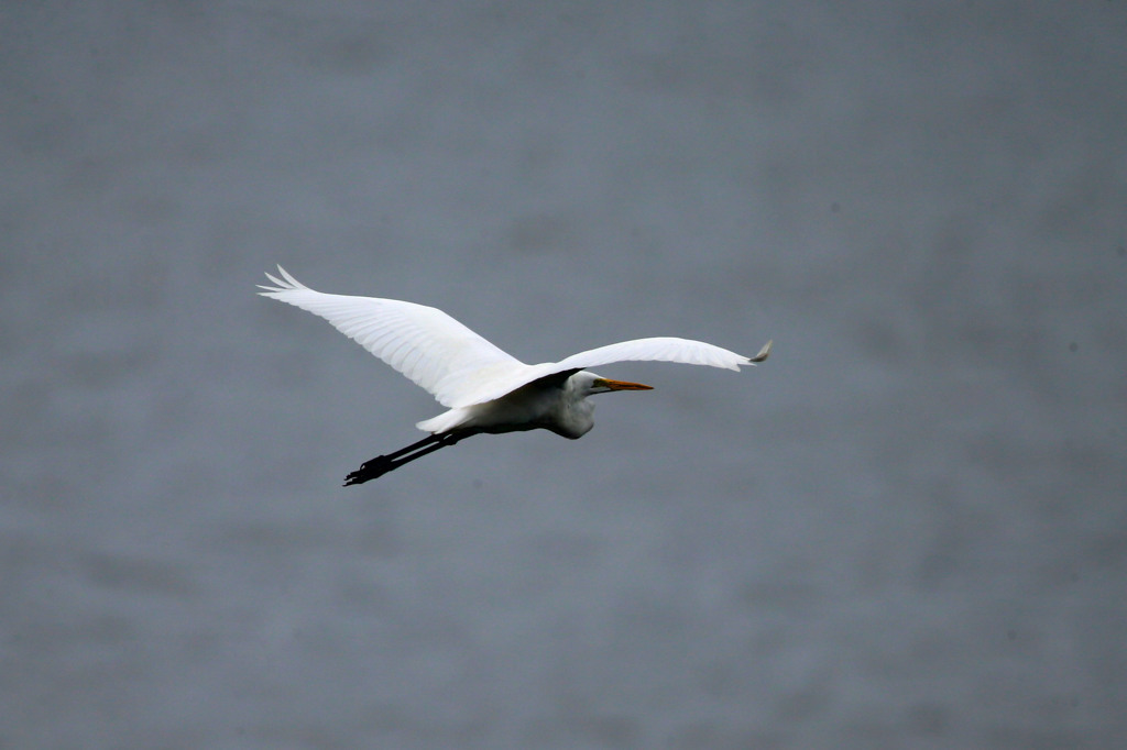 気持ちよく飛んでるよ