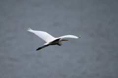 気持ちよく飛んでるよ