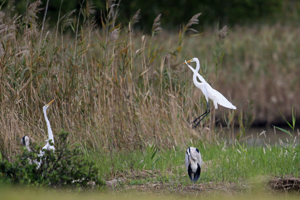 見上げるアオサギ