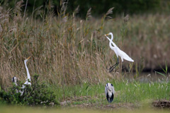 見上げるアオサギ