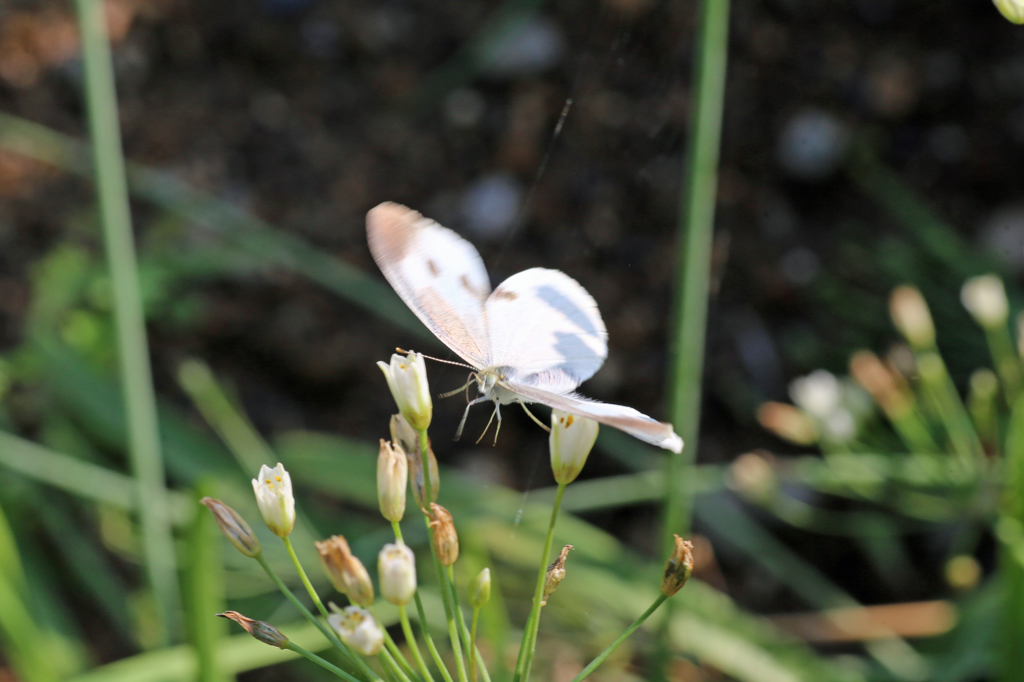 そこ泊まりたいけん
