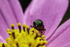 レイバン大流行