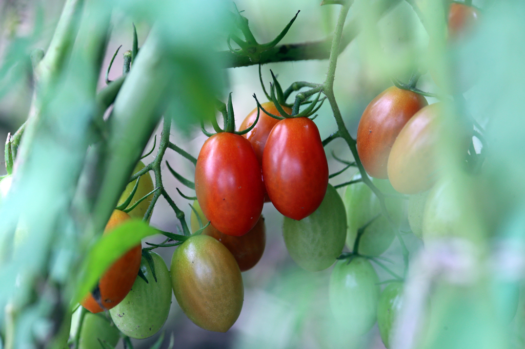 今日食べよっと