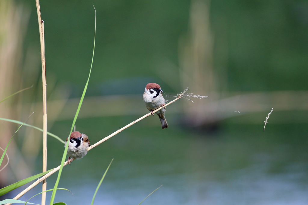 逃したご飯大きいぞ