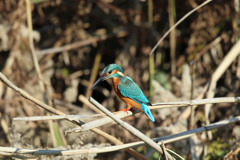 カワセミ定番写真