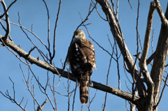 オオタカさん発見
