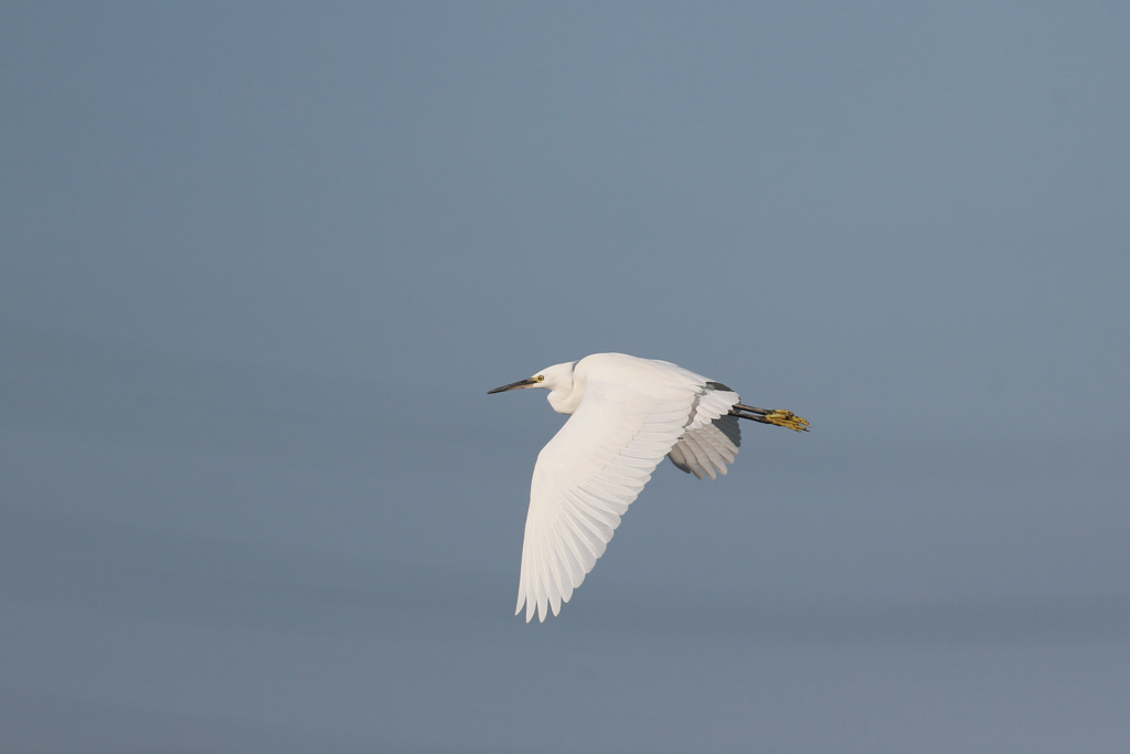 コサギシリーズ-5