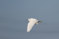 コサギシリーズ-5