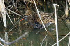 クイナの水浴び