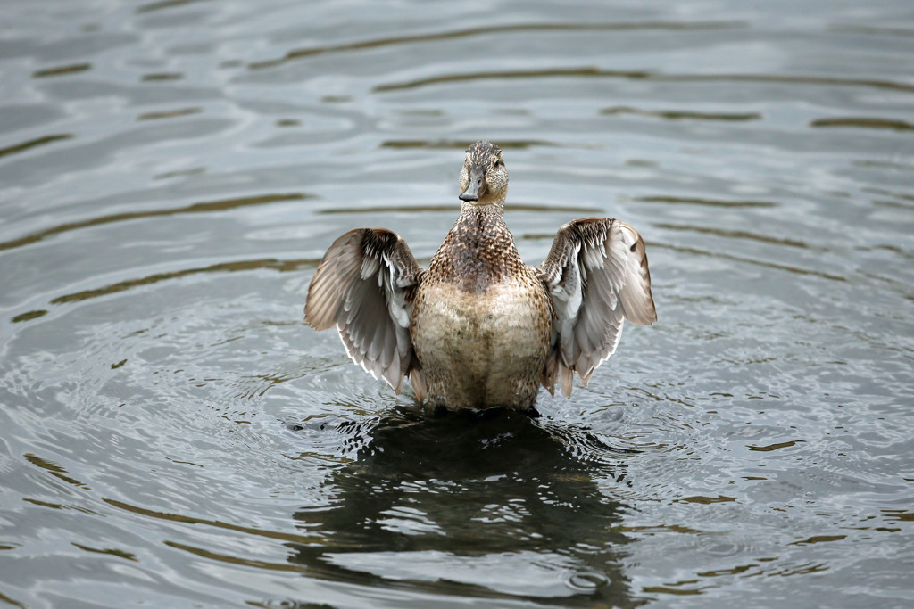 コガモお疲れモード