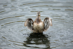 コガモお疲れモード