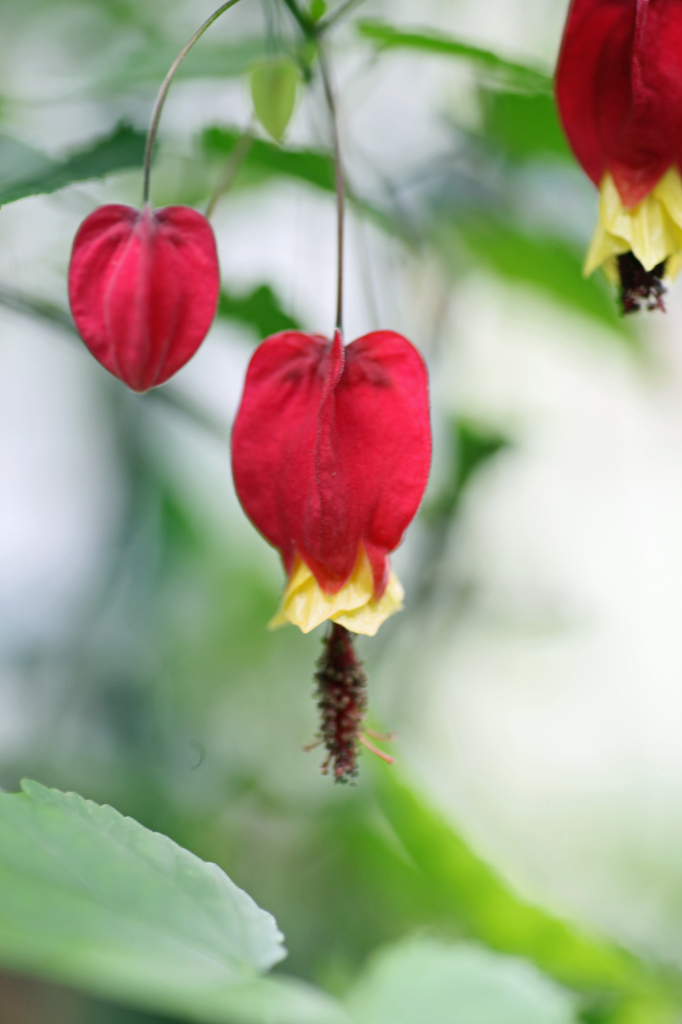 一年中咲いてます