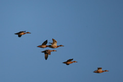 夕陽に向かって