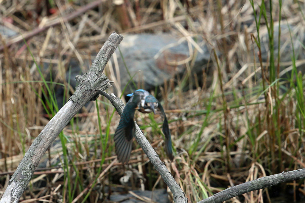 カワセミ飛び出し