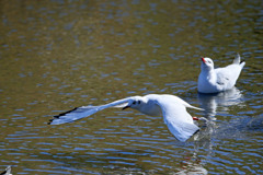 見物するユリカモメ