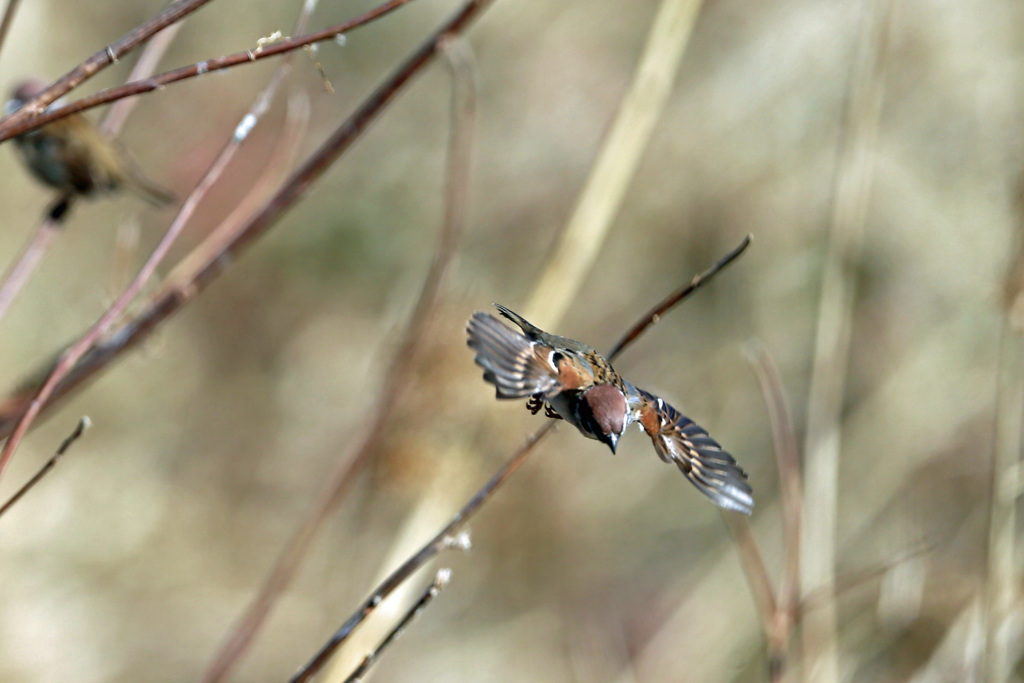 スズメ飛行中