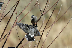 ムクドリの喧嘩-2