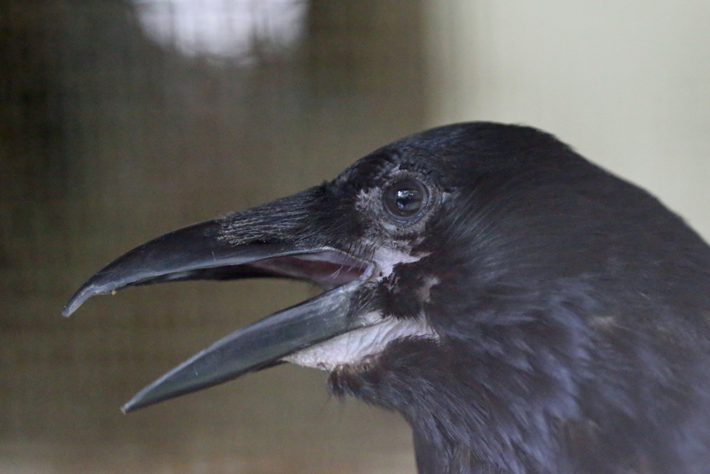 開いた口が塞がらない