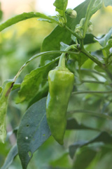 ピーマンの赤ちゃん