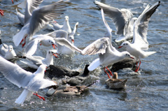 いつもの争奪戦