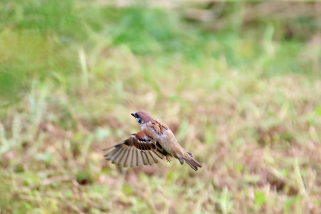 スズメ飛び出し