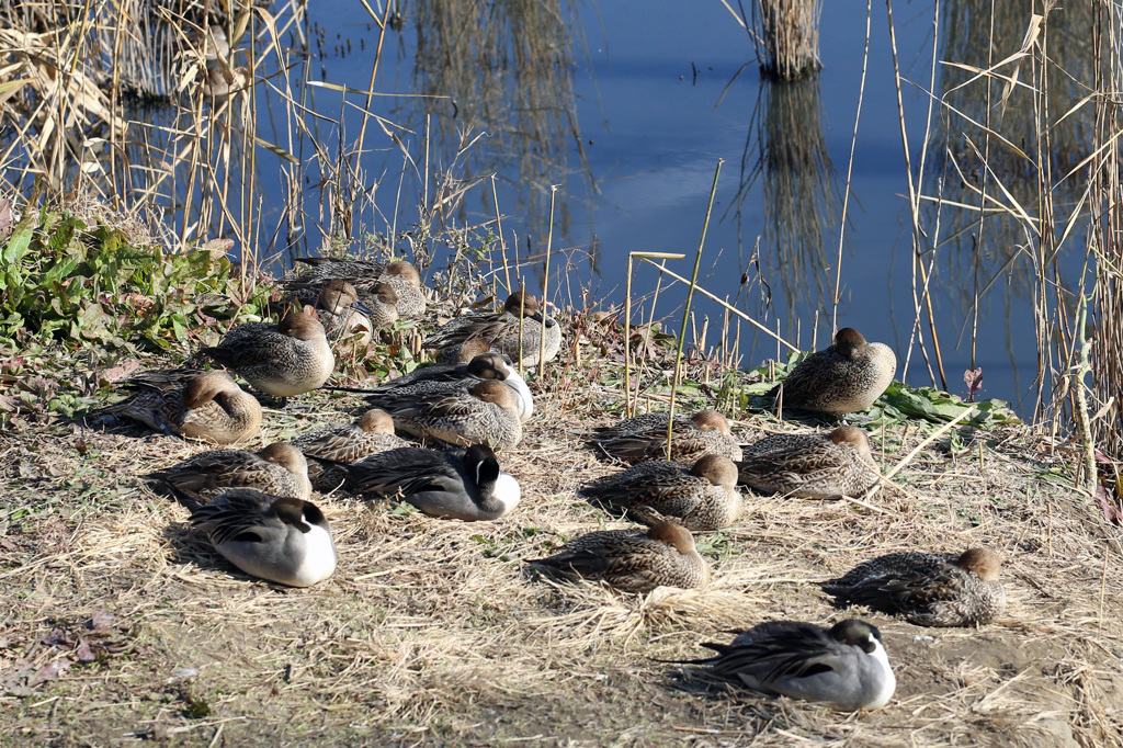 みんな並んで昼寝中