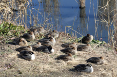 みんな並んで昼寝中