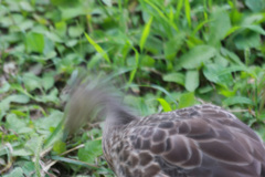 心霊写真頭がない