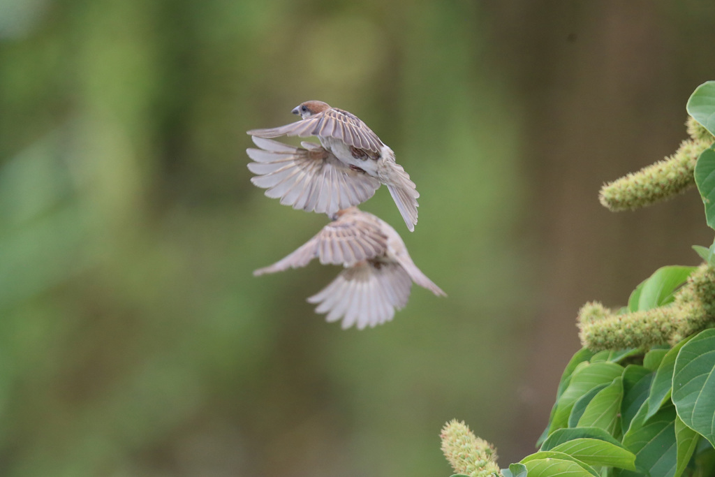 仲良くホバリング