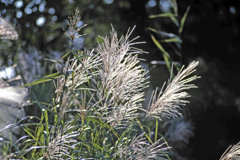 十五年前のススキ