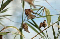 葉っぱにピントばっちり