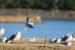 木の杭気になりません