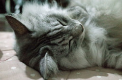 寝違えると首痛いよ