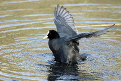 オオバン定番ポーズ