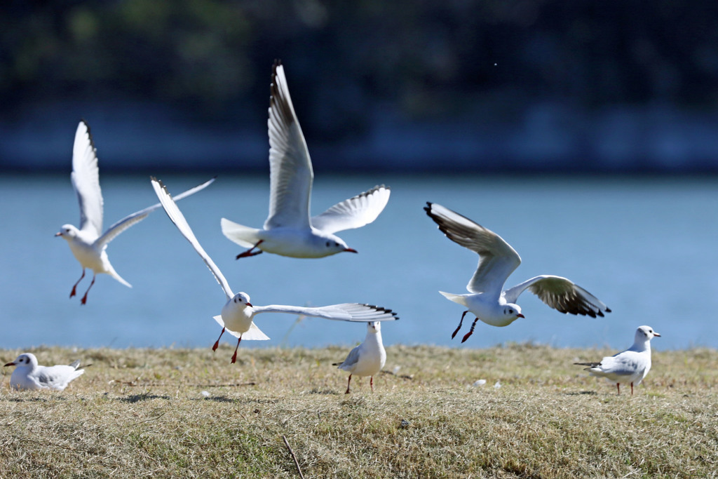 まとめて飛び出し