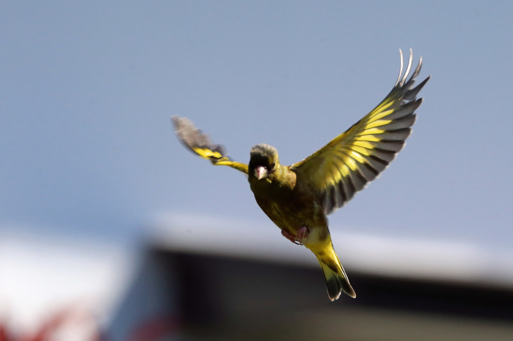 カワラヒワ連射-2