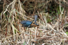 カワセミセーフ