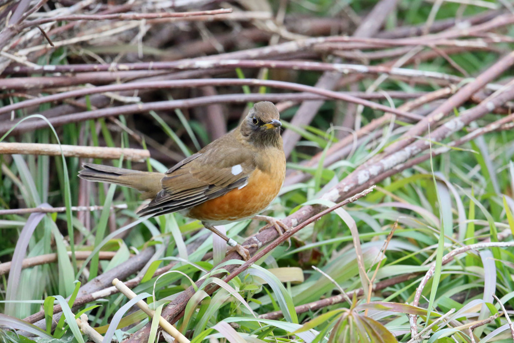 アカハラ定番写真