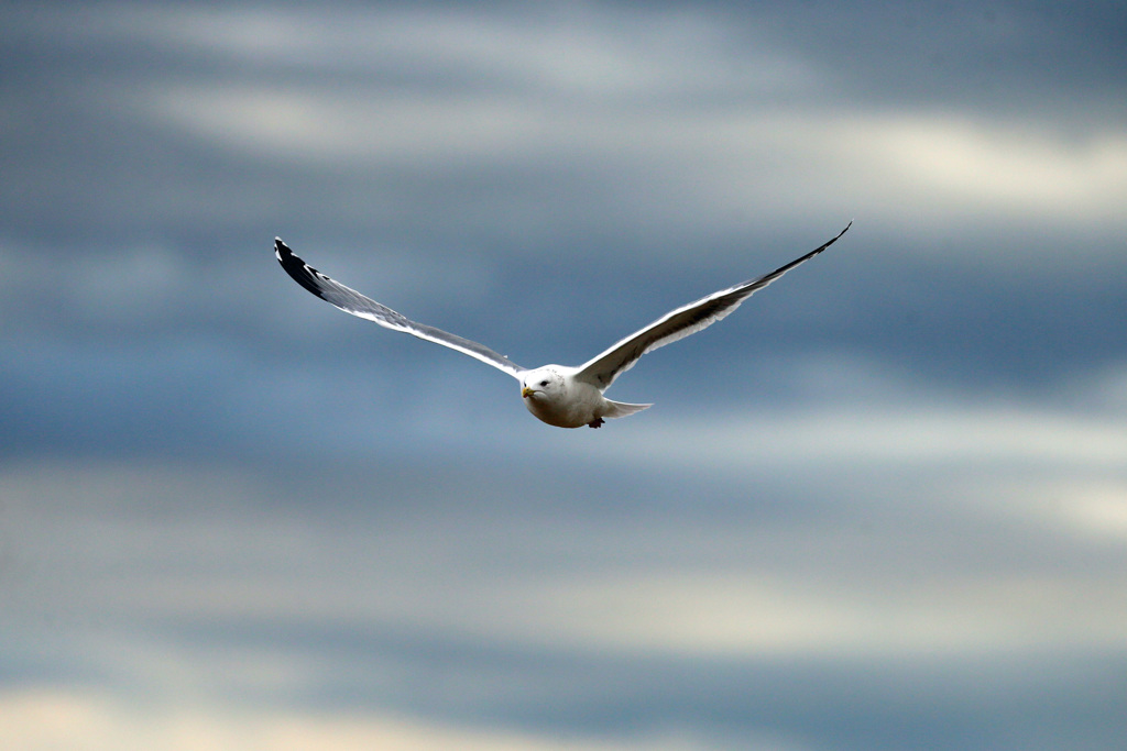 怒っているような