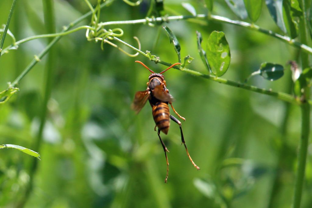 アシナガハチホバリング？