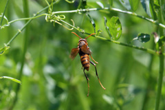 アシナガハチホバリング？