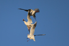 ユリカモメ空中戦その1