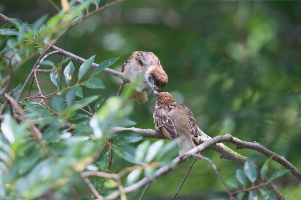 優しい母ちゃん