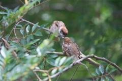 優しい母ちゃん